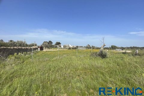 Terra a Galatone, Lecce, Galatone - € 10.000 | Ref: TA178 - foto 8