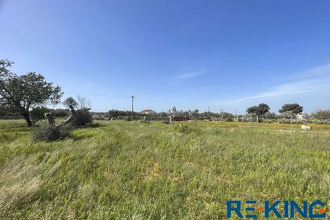 Terra a Galatone, Lecce, Galatone - € 10.000 | Ref: TA178 - foto 11