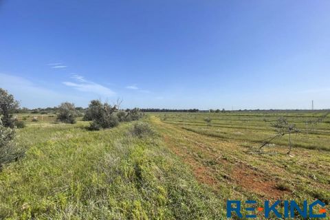 Terra a Galatone, Lecce, Galatone - € 10.000 | Ref: TA178 - foto 13
