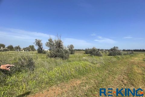Terra a Galatone, Lecce, Galatone - € 10.000 | Ref: TA178 - foto 14