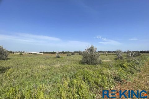 Terra a Galatone, Lecce, Galatone - € 10.000 | Ref: TA178 - foto 15