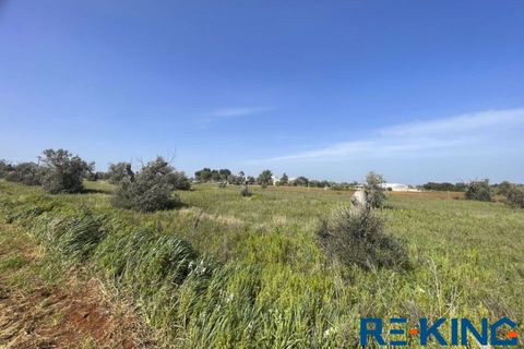 Terra a Galatone, Lecce, Galatone - € 10.000 | Ref: TA178 - foto 16