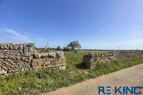 Terra a Galatone, Lecce, Galatone - € 10.000 | Ref: TA178 - foto 17
