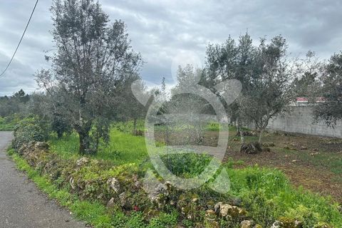 Tomt i Cernache, Coimbra, Cernache - € 30 000 | Ref: cdx0872 - foto 4