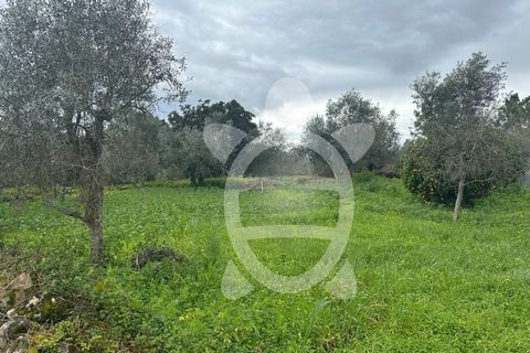 Tomt i Cernache, Coimbra, Cernache - € 30 000 | Ref: cdx0872 - foto 5