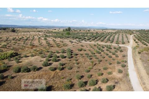 Terra a Ladoeiro, Castelo Branco, Ladoeiro - € 780.000 | Ref: TER_180RS1217-3079 - foto 9