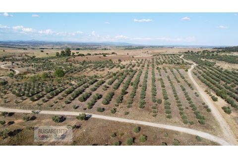 Terra a Ladoeiro, Castelo Branco, Ladoeiro - € 780.000 | Ref: TER_180RS1217-3079 - foto 10