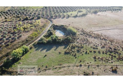 Terra a Ladoeiro, Castelo Branco, Ladoeiro - € 780.000 | Ref: TER_180RS1217-3079 - foto 19