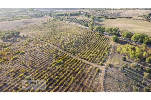 Terra a Ladoeiro, Castelo Branco, Ladoeiro - € 780.000 | Ref: TER_180RS1217-3079 - foto 20