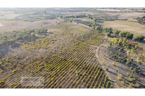 Terra a Ladoeiro, Castelo Branco, Ladoeiro - € 780.000 | Ref: TER_180RS1217-3079 - foto 22