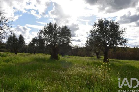 Helårsgrund i Ourem, Santarem, Ourem - € 48.920 | Ref: 139338 - foto 13