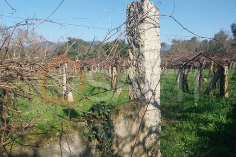 Helårsgrund i Bela, Viana do Castelo, Bela - € 95.000 | Ref: SAFTI:005933 - foto 7