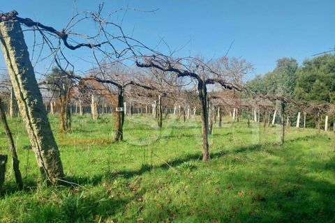 Helårsgrund i Bela, Viana do Castelo, Bela - € 95.000 | Ref: SAFTI:005933 - foto 8