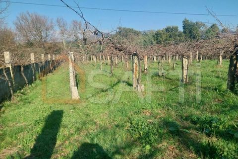Helårsgrund i Bela, Viana do Castelo, Bela - € 95.000 | Ref: SAFTI:005933 - foto 10