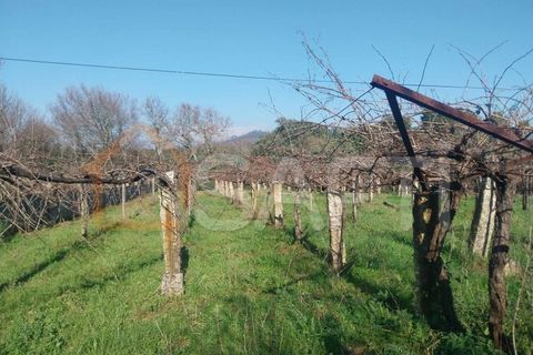 Helårsgrund i Bela, Viana do Castelo, Bela - € 95.000 | Ref: SAFTI:005933 - foto 12