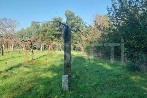 Helårsgrund i Bela, Viana do Castelo, Bela - € 95.000 | Ref: SAFTI:005933 - foto 14
