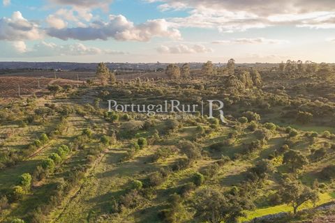 Landejendom i Arez e Amieira do Tejo, Portalegre, Arez e Amieira do Tejo - € 450.000 | Ref: FG348 - foto 3