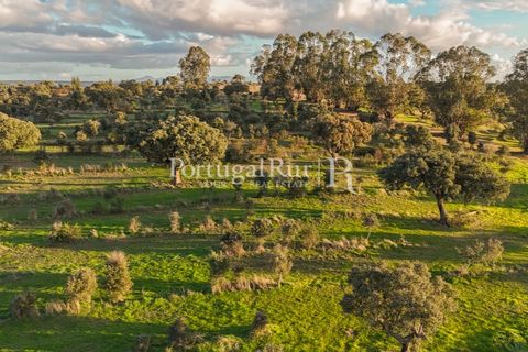 Landejendom i Arez e Amieira do Tejo, Portalegre, Arez e Amieira do Tejo - € 450.000 | Ref: FG348 - foto 14