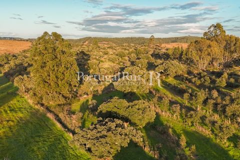 Landejendom i Arez e Amieira do Tejo, Portalegre, Arez e Amieira do Tejo - € 450.000 | Ref: FG348 - foto 15