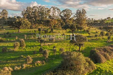 Landejendom i Arez e Amieira do Tejo, Portalegre, Arez e Amieira do Tejo - € 450.000 | Ref: FG348 - foto 16