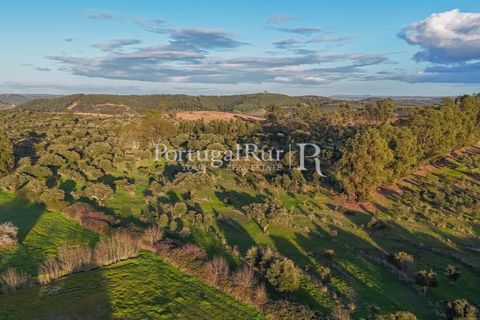 Landejendom i Arez e Amieira do Tejo, Portalegre, Arez e Amieira do Tejo - € 450.000 | Ref: FG348 - foto 25