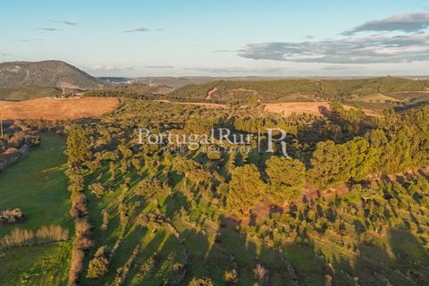 Landejendom i Arez e Amieira do Tejo, Portalegre, Arez e Amieira do Tejo - € 450.000 | Ref: FG348 - foto 29