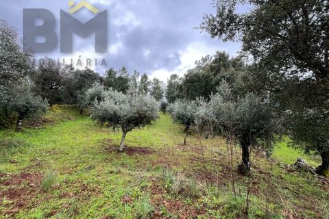 Helårsgrund i Castelo Branco, Castelo Branco, Castelo Branco - € 17.000 | Ref: 4844 - foto 2