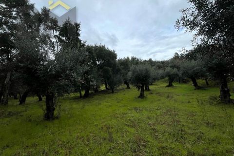 Helårsgrund i Castelo Branco, Castelo Branco, Castelo Branco - € 17.000 | Ref: 4844 - foto 7