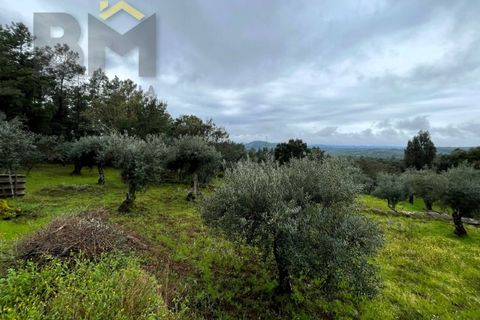 Helårsgrund i Castelo Branco, Castelo Branco, Castelo Branco - € 17.000 | Ref: 4844 - foto 8