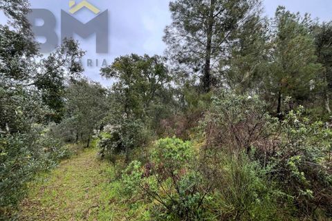 Helårsgrund i Castelo Branco, Castelo Branco, Castelo Branco - € 17.000 | Ref: 4844 - foto 9