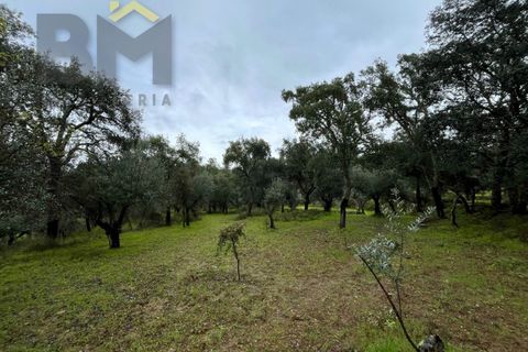 Helårsgrund i Castelo Branco, Castelo Branco, Castelo Branco - € 17.000 | Ref: 4844 - foto 10