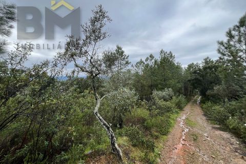 Helårsgrund i Castelo Branco, Castelo Branco, Castelo Branco - € 17.000 | Ref: 4844 - foto 11