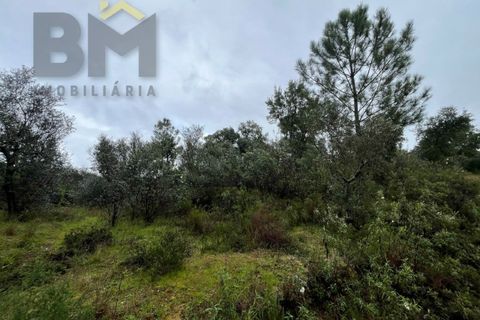 Helårsgrund i Castelo Branco, Castelo Branco, Castelo Branco - € 17.000 | Ref: 4844 - foto 12