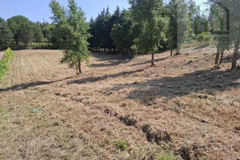 Helårsgrund i Tabua, Coimbra, Tabua - € 33.000 | Ref: 627 - foto 6