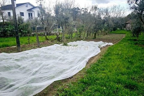 Villa a Abraveses, Viseu, Abraveses - € 64.000 | Ref: C0203-02441 - foto 16