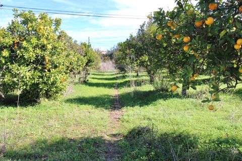 Villa i Moncarapacho, Faro, Moncarapacho - € 495.000 | Ref: PW348 - foto 33