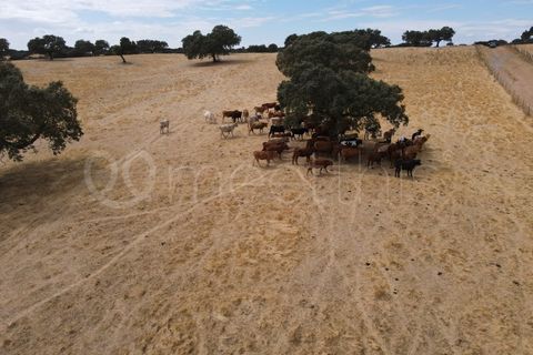 Landejendom i Serpa, Beja, Serpa - € 4.000.000 | Ref: EXP_126 - foto 14