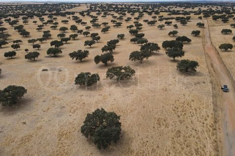 Landejendom i Serpa, Beja, Serpa - € 4.000.000 | Ref: EXP_126 - foto 22