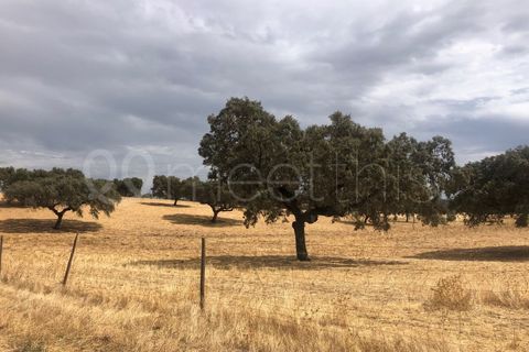 Landejendom i Serpa, Beja, Serpa - € 4.000.000 | Ref: EXP_126 - foto 27