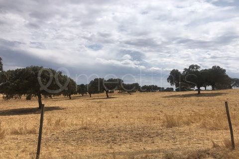 Landejendom i Serpa, Beja, Serpa - € 4.000.000 | Ref: EXP_126 - foto 28