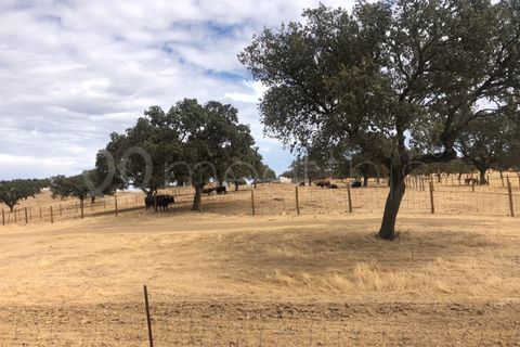 Landejendom i Serpa, Beja, Serpa - € 4.000.000 | Ref: EXP_126 - foto 29
