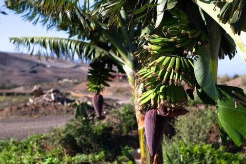 Finca i La Pared, Fuerteventura, La Pared - € 1.500.000 | Ref: C0376 - foto 30