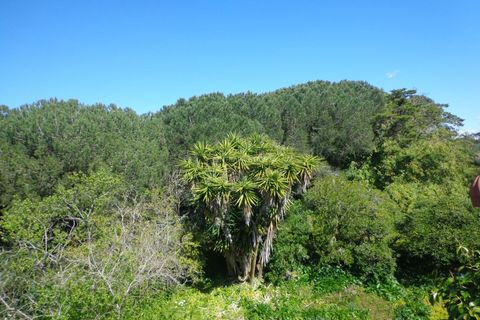 Farm i Mafra, Lisbon, Mafra - € 1.100.000 | Ref: CP-996M - foto 27
