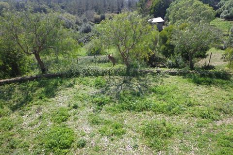 Farm i Mafra, Lisbon, Mafra - € 1.100.000 | Ref: CP-996M - foto 30