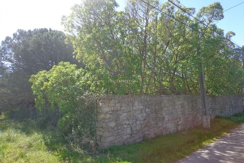 Farm i Mafra, Lisbon, Mafra - € 1.100.000 | Ref: CP-996M - foto 33