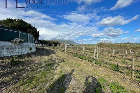 Helårsgrund i Alenquer, Lisbon, Alenquer - € 69.900 | Ref: YL989 - foto 4