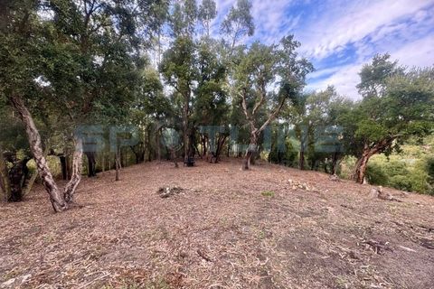 Farm i Bucelas, Lisbon, Bucelas - € 1.580.000 | Ref: SL AG 20/2025 - foto 4