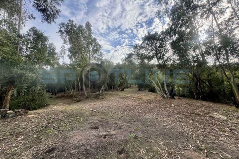 Farm i Bucelas, Lisbon, Bucelas - € 1.580.000 | Ref: SL AG 20/2025 - foto 7