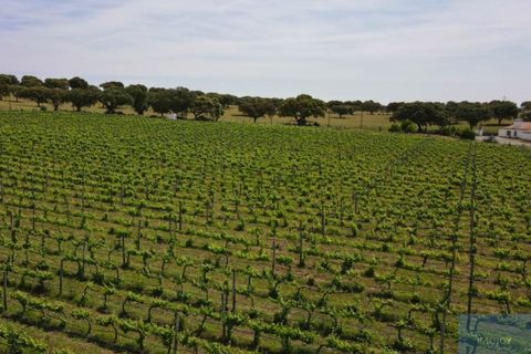 Granja a Avis, Portalegre, Avis - € 510.000 | Ref: QUIJPD001 - foto 39