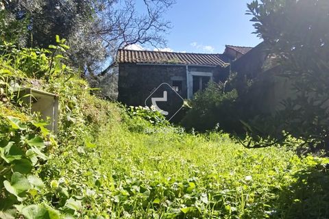 Farm i Ponte de Lima, Viana do Castelo, Ponte de Lima - € 140.000 | Ref: AV6277 - foto 4